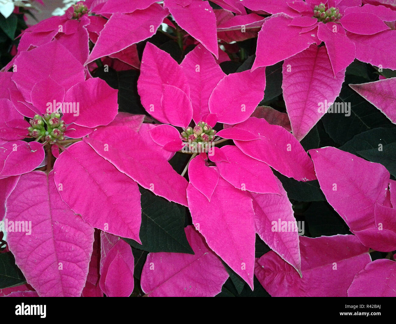 poinsettia,botany  euphorbia Stock Photo