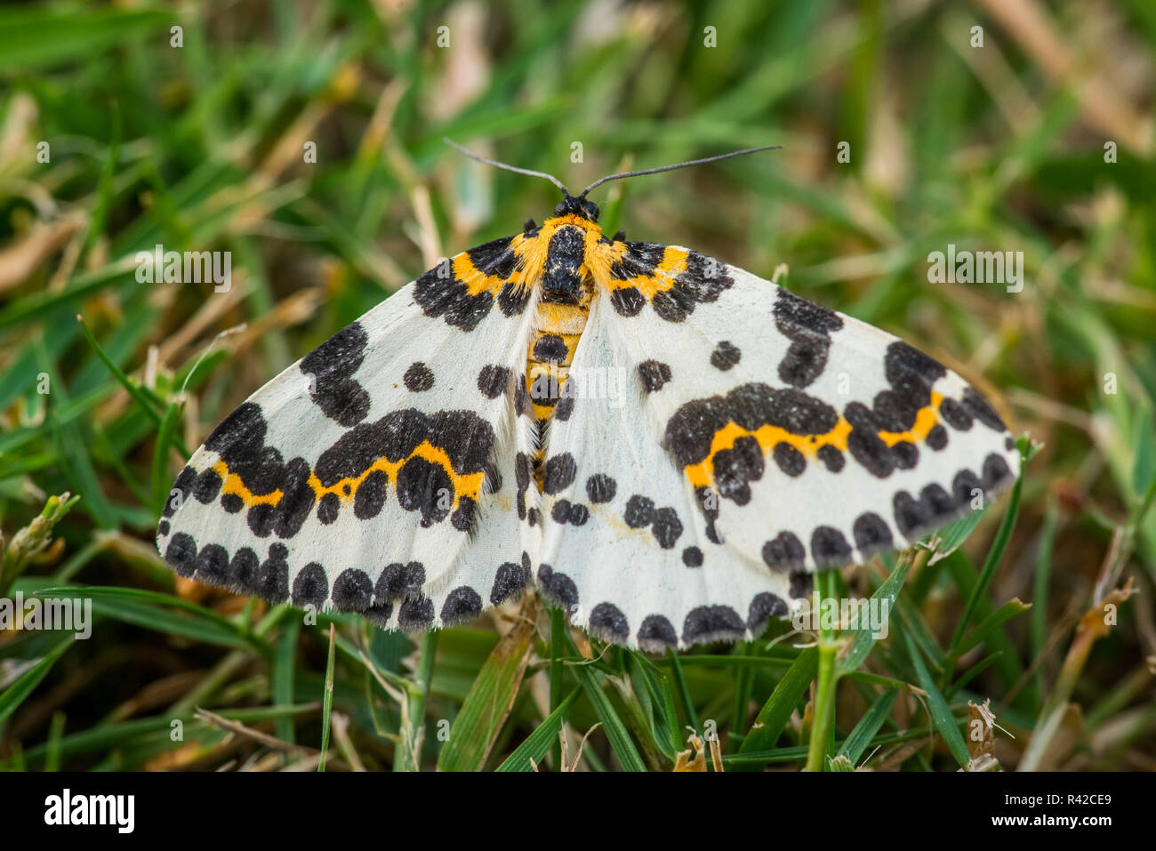 Abraxas grossulariata butterfly in the grass Stock Photo