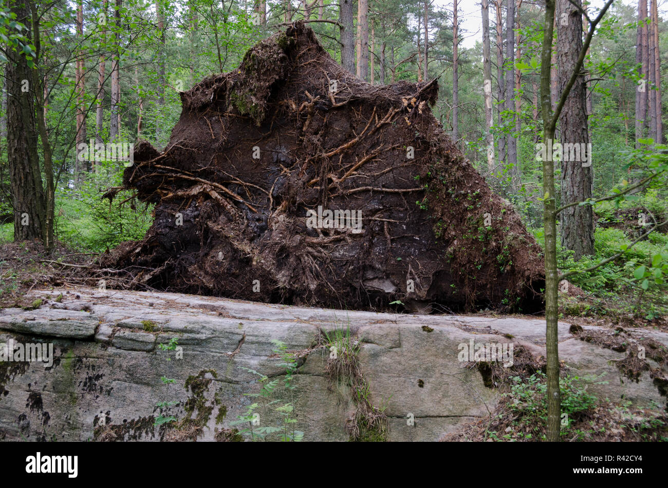 uprooted tree Stock Photo