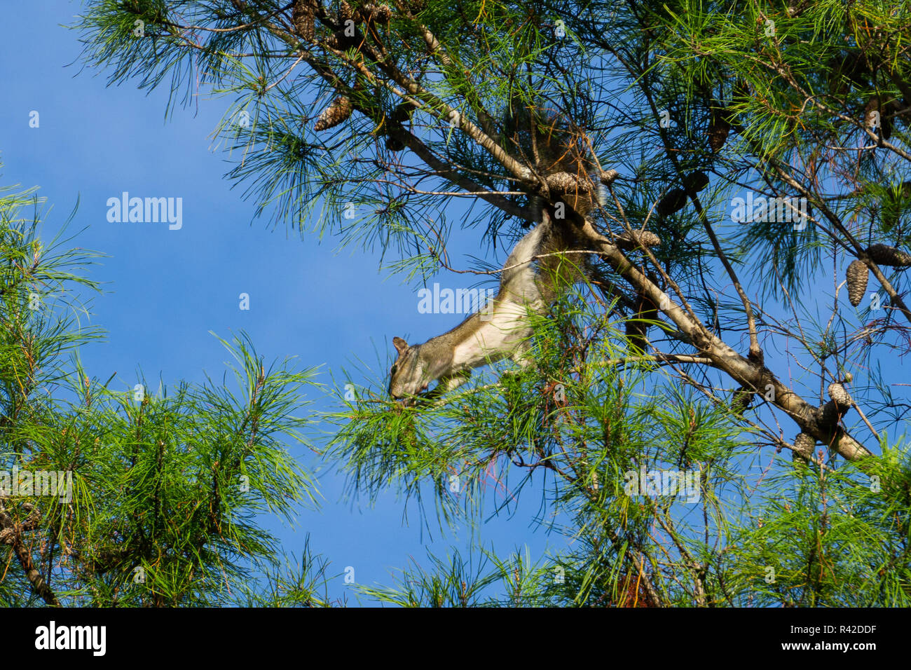 Eastern Gray Squirrel (Sciurus carolinensis) hanging from a pine tree branch at High Ridge Scrub Natural Area, Boynton Beach, Florida, USA Stock Photo