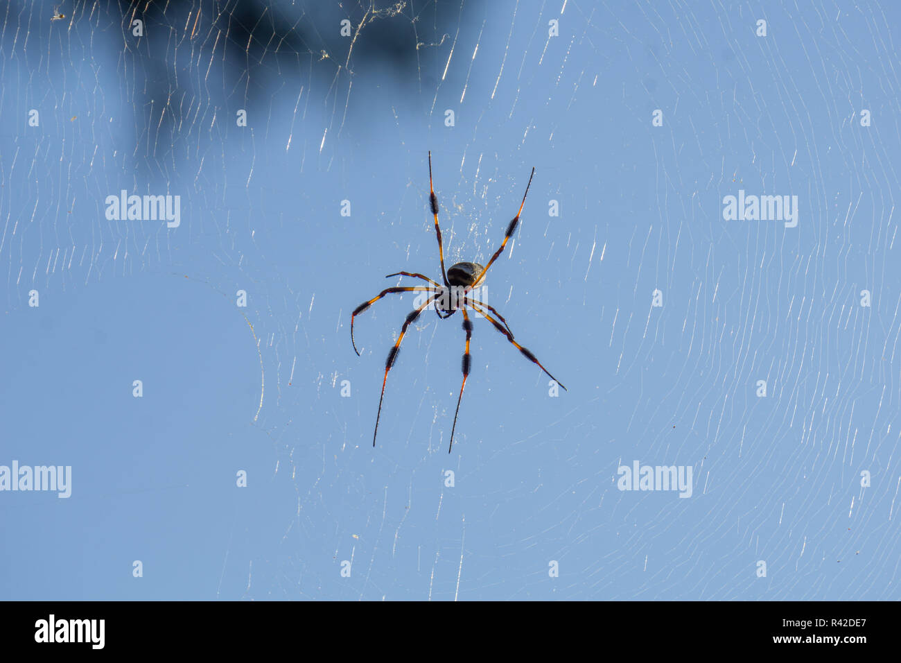 Golden Silk Orbweaver (Nephila clavipes) in the sun at High Ridge Scrub ...