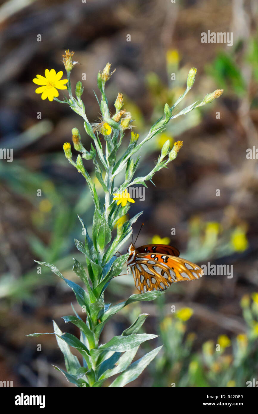Gulf Fritillary Butterfly (Agraulis vanillae) sitting on a plant with ...