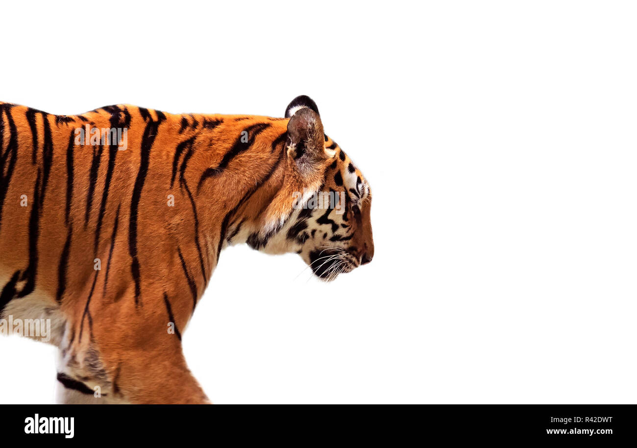 Closeup Bengal Tiger Isolated on White Background with Clipping Path ...