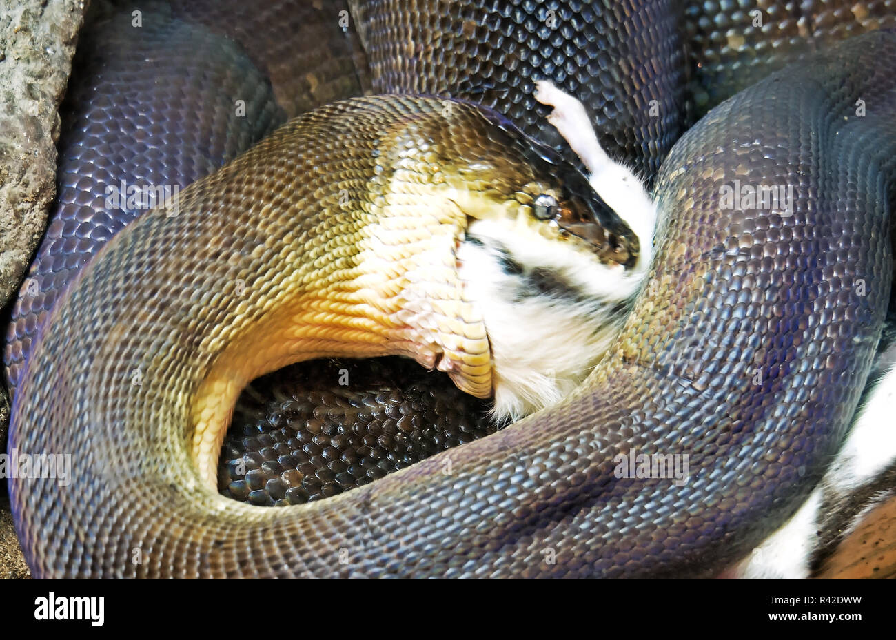 Python eating hi-res stock photography and images - Alamy