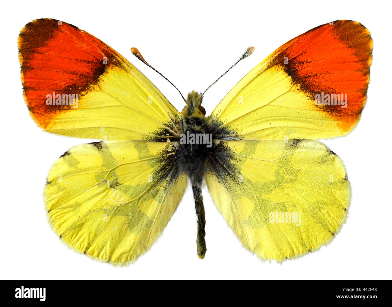 Isolated Morocco orange butterfly Stock Photo