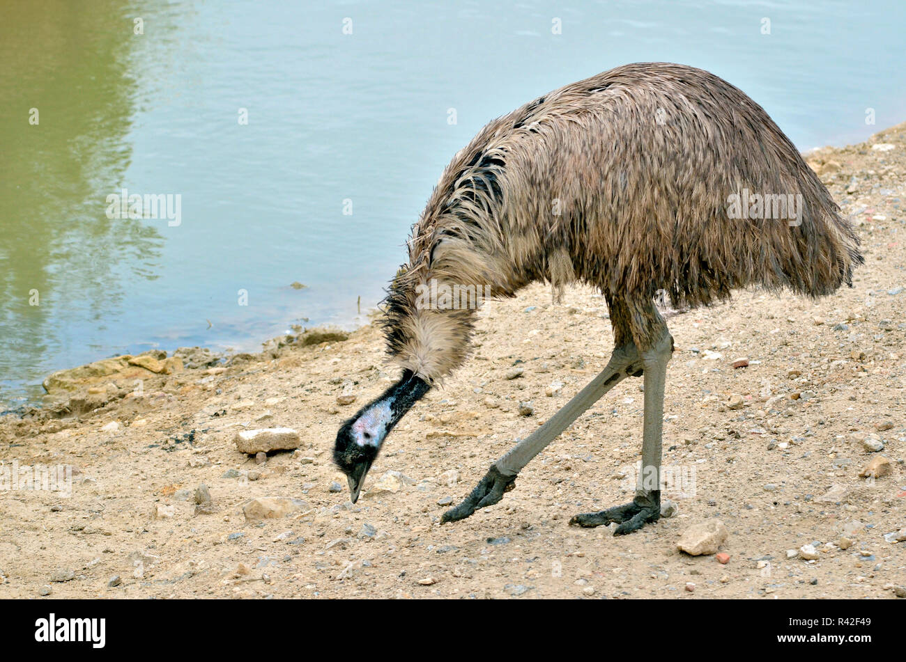 Emu profile hi-res stock photography and images - Alamy