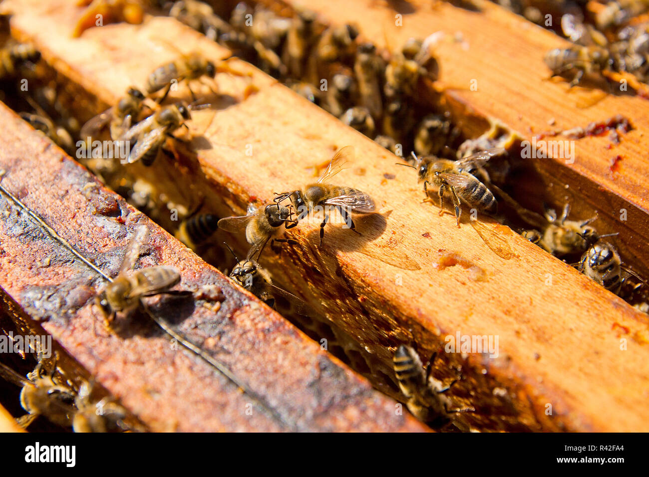 Close up view of the bees swarming on a honeycomb. Stock Photo