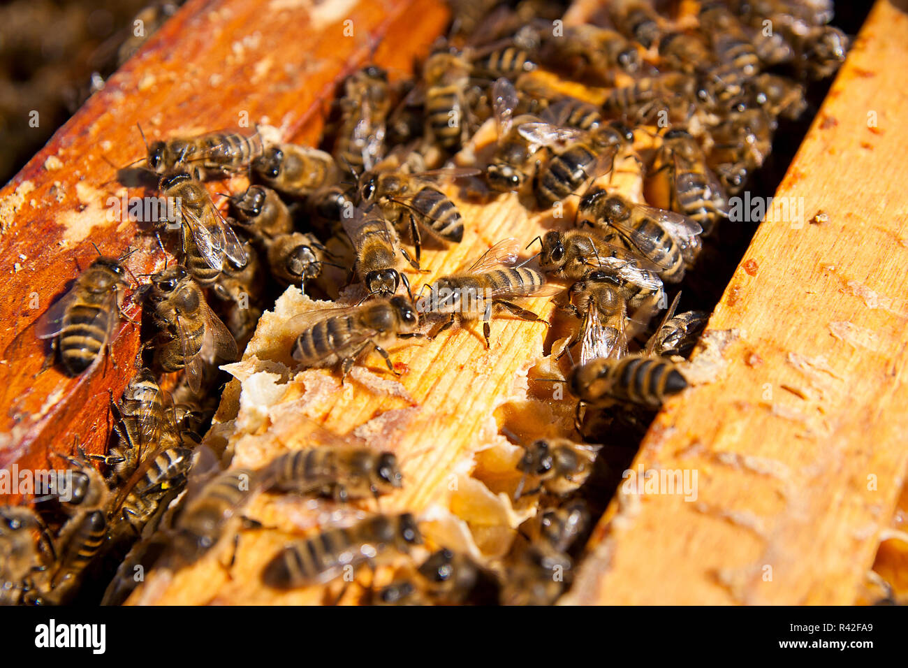 Close up view of the bees swarming on a honeycomb. Stock Photo