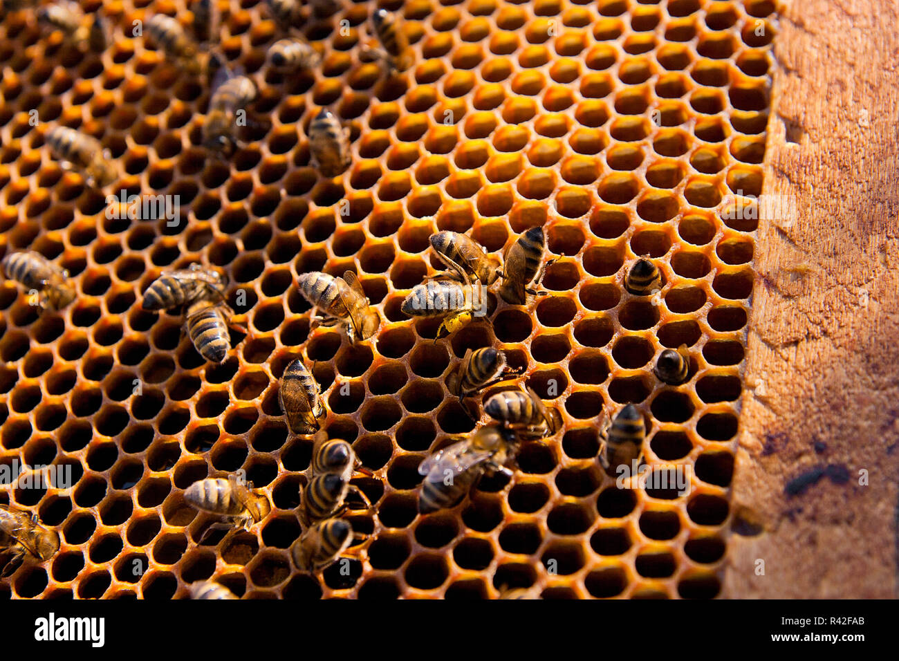 Busy bees, close up view of the working bees on honeycomb. Stock Photo
