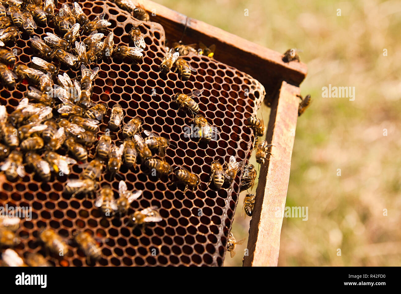 Busy bees, close up view of the working bees on honeycomb. Stock Photo