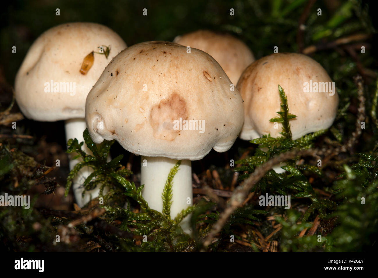 a group of white mushrooms on the forest floor. Stock Photo