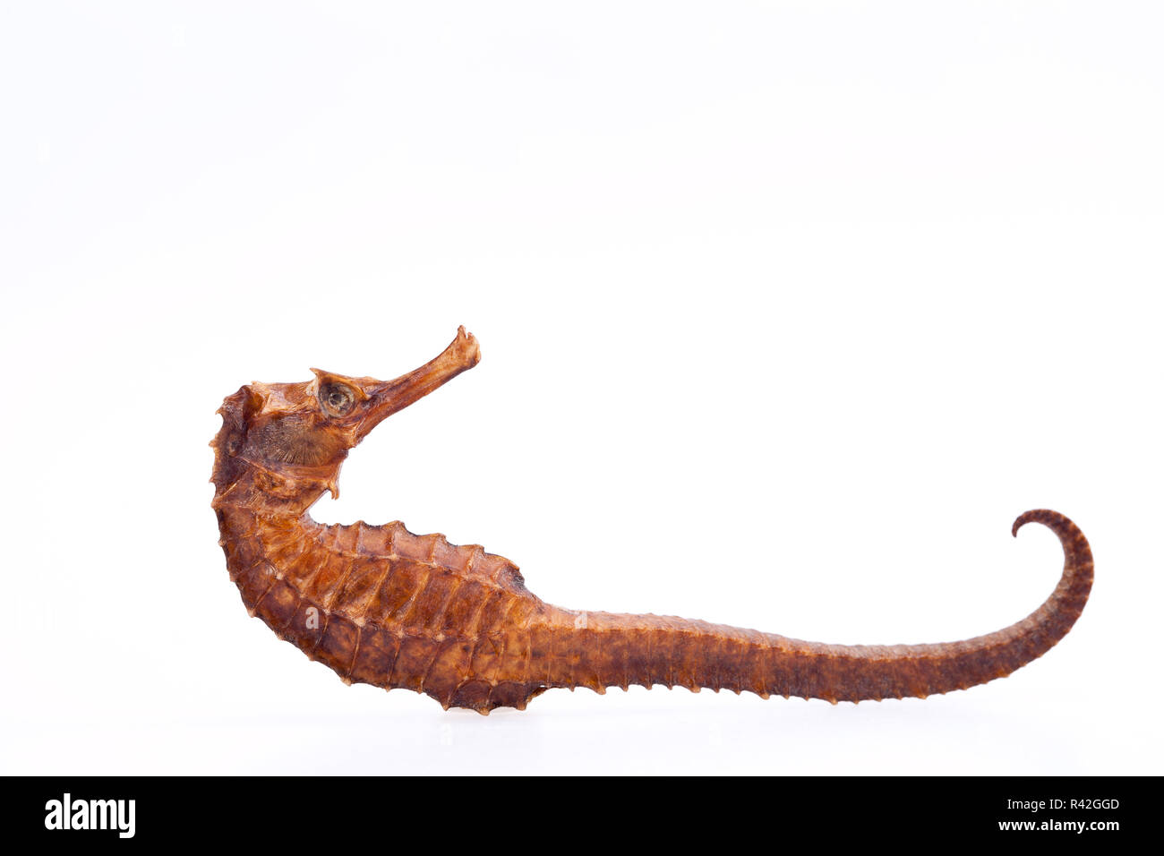 dried seahorse isolated on white background Stock Photo