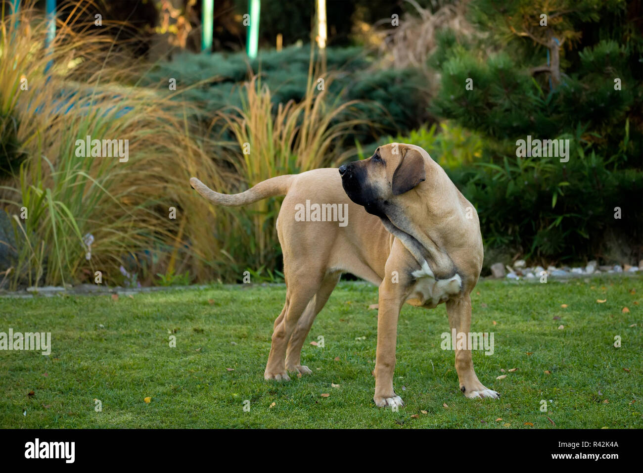 Fila brasileiro dog hi-res stock photography and images - Alamy