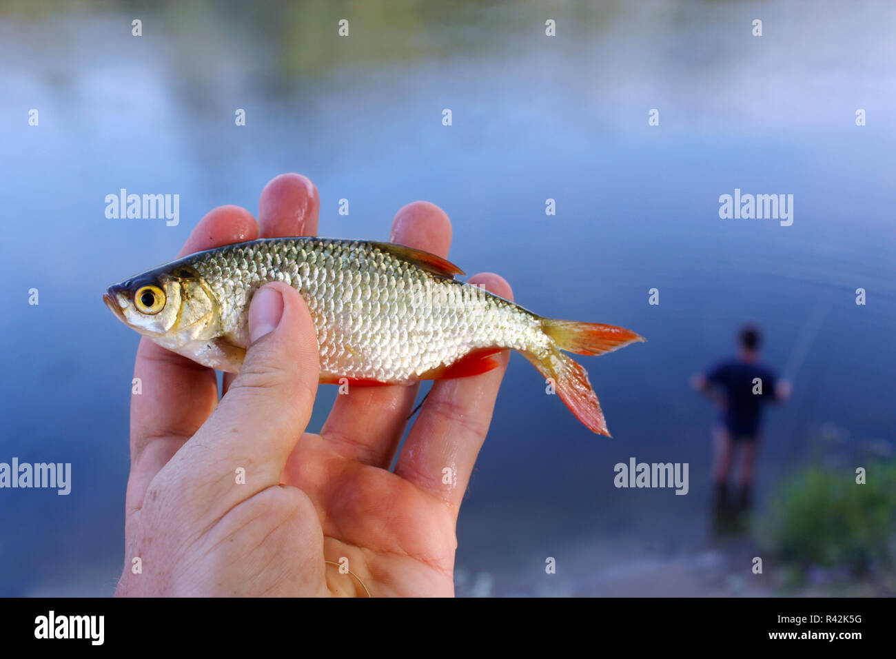 Fishing rudd hi-res stock photography and images - Alamy