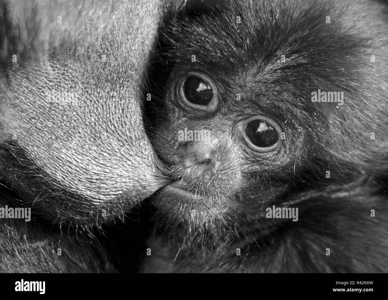 portrait of a siamang infant Stock Photo