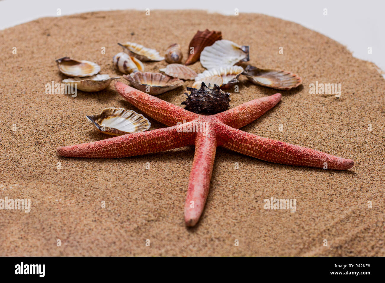 Sea Shell on the Sand Stock Photo - Alamy
