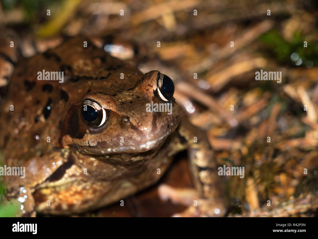 portrait of a brown frog sitting on the forest floor Stock Photo