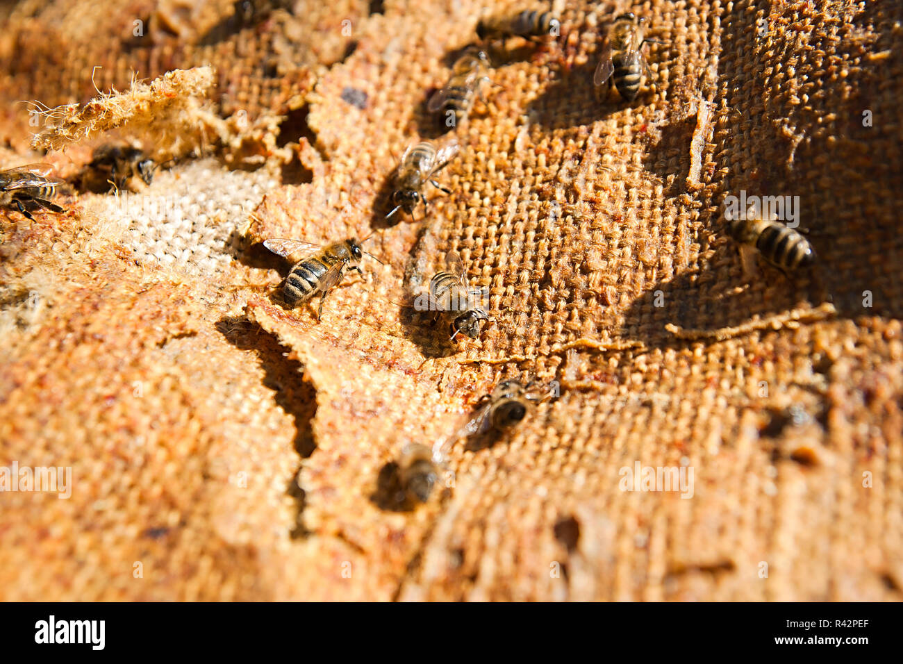 Busy bees, close up view of the working bees. Stock Photo