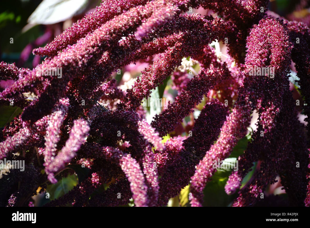 amaranthus caudatus Stock Photo