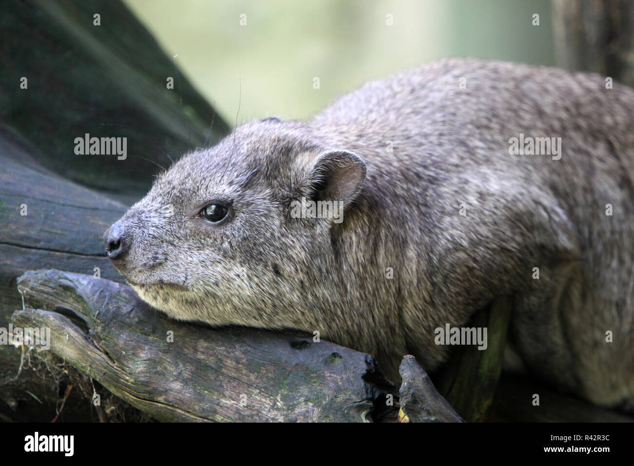 Klippdachs Hi res Stock Photography And Images Alamy klippdachs-hi-res-stock-photography-and-images-alamy