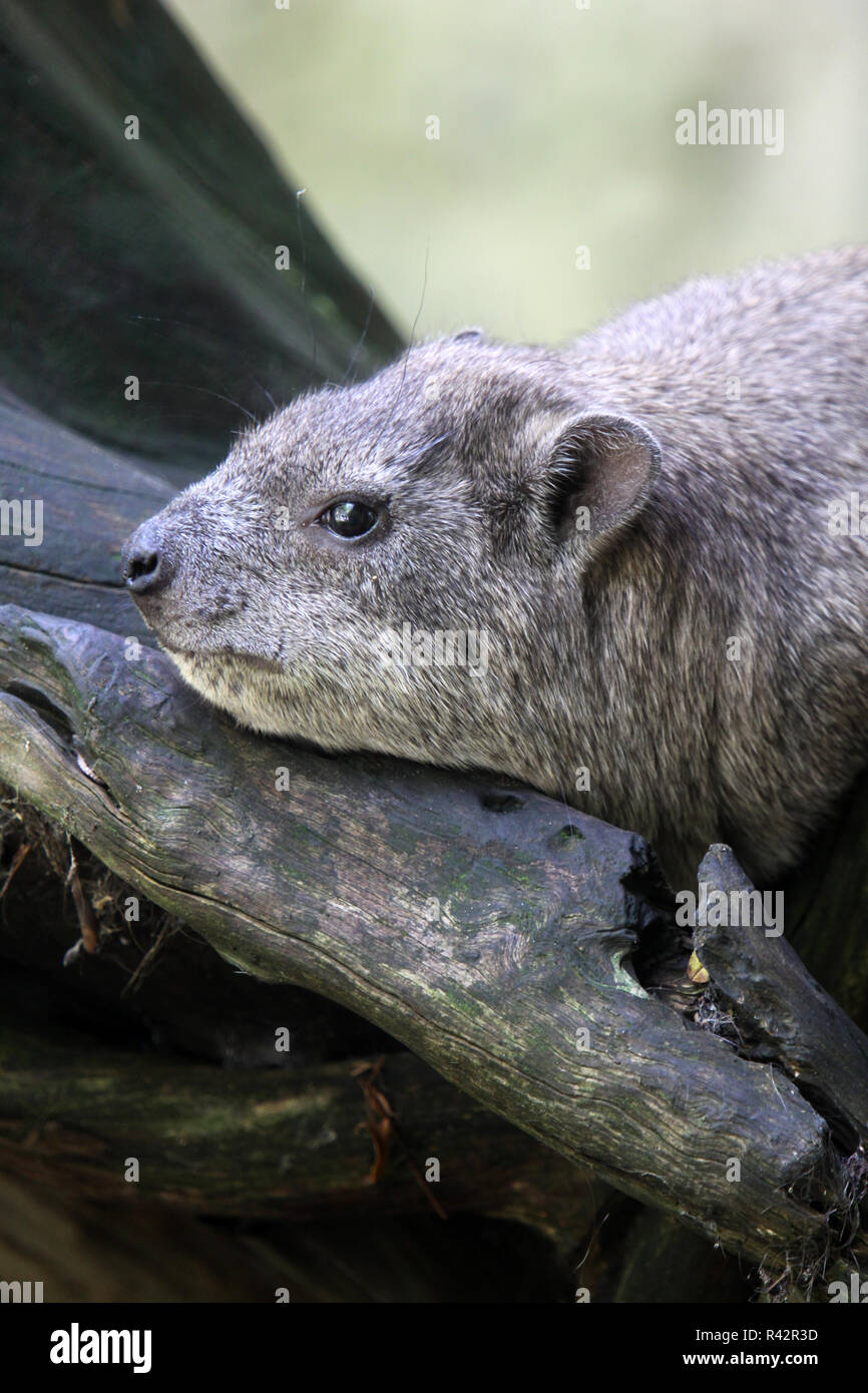 Klippdachs Hi res Stock Photography And Images Alamy klippdachs-hi-res-stock-photography-and-images-alamy