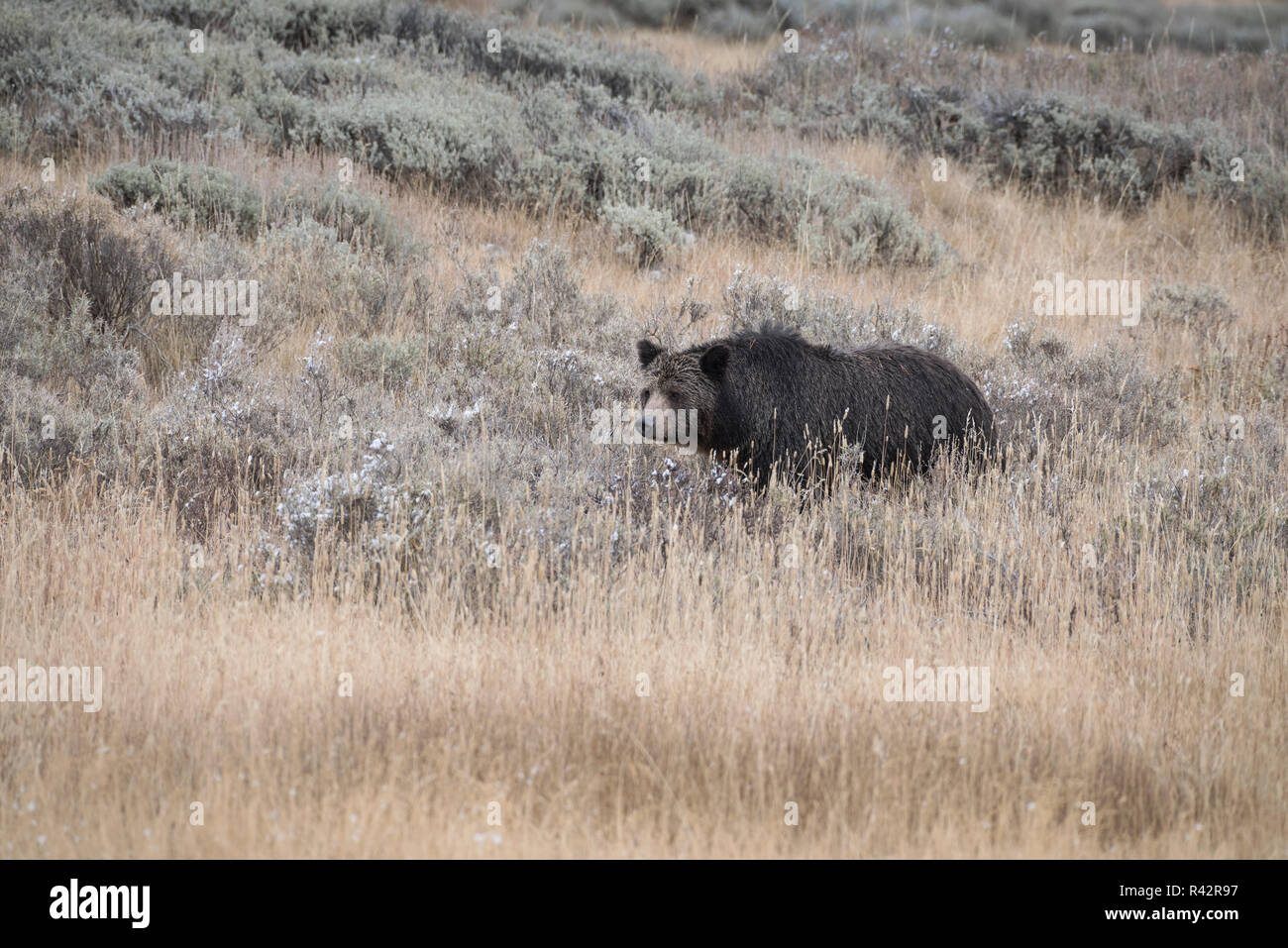 Grizzly bear in Yellowstone National Park, North America Stock Photo