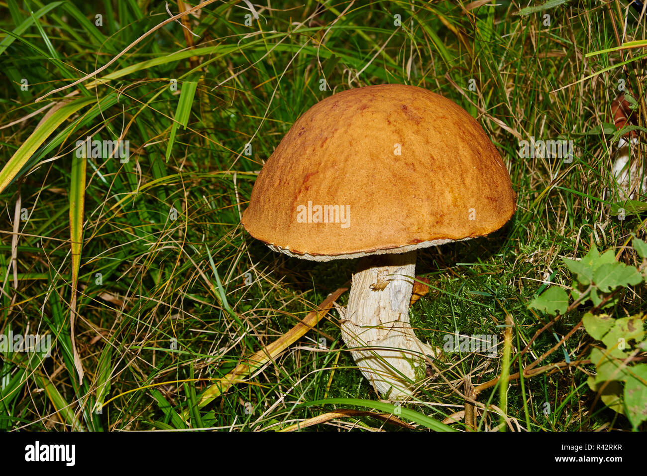 Â mushroom on the meadow edge Stock Photo