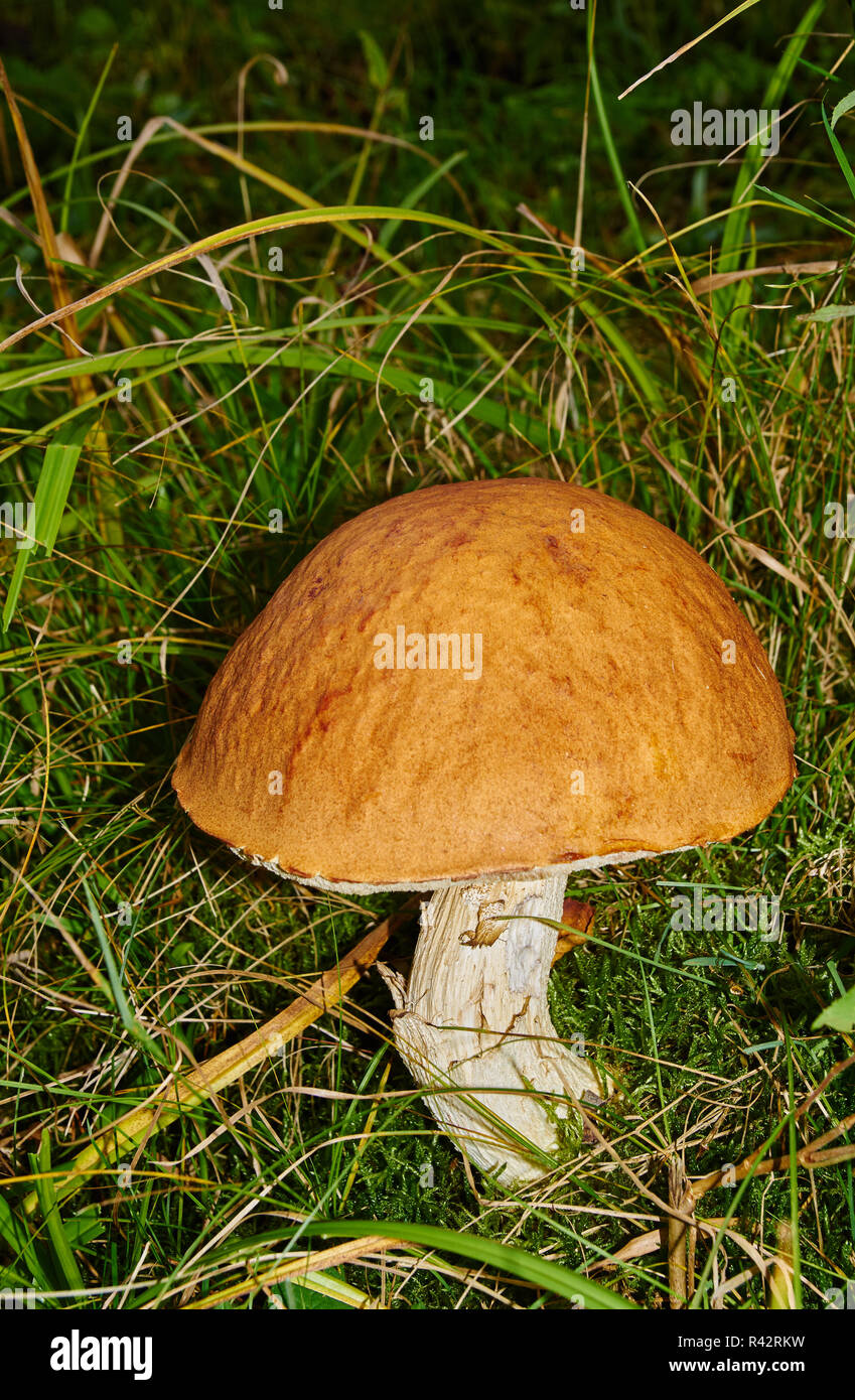mushroom on the meadow edge Stock Photo