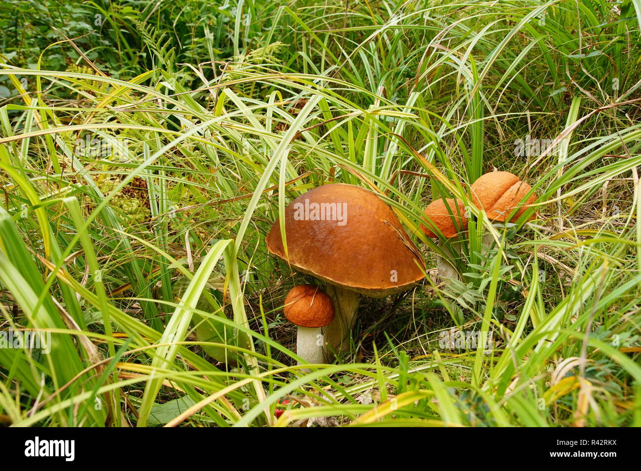 mushroom on the meadows Stock Photo