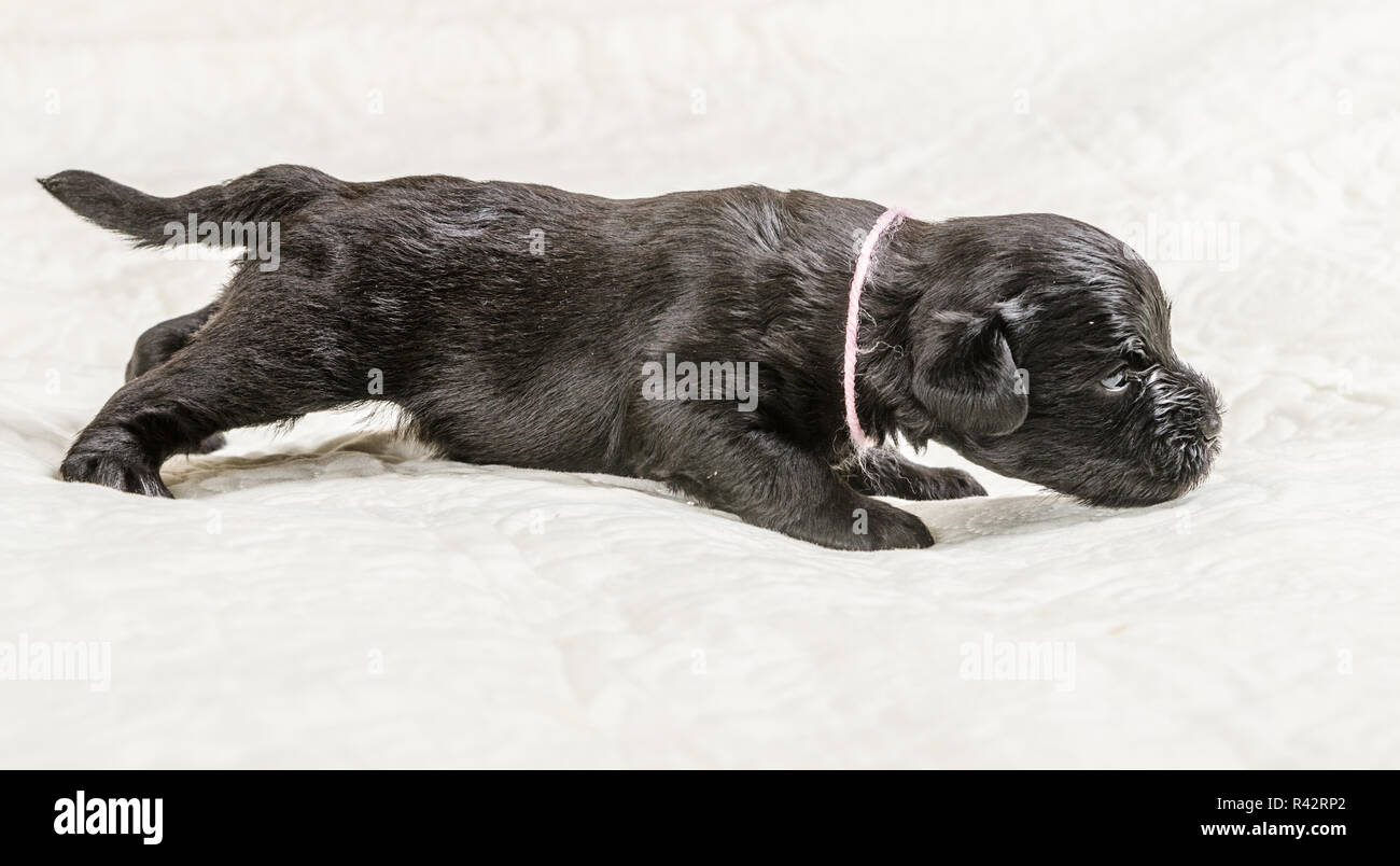 Small puppi breed Miniature Schnauzer Stock Photo