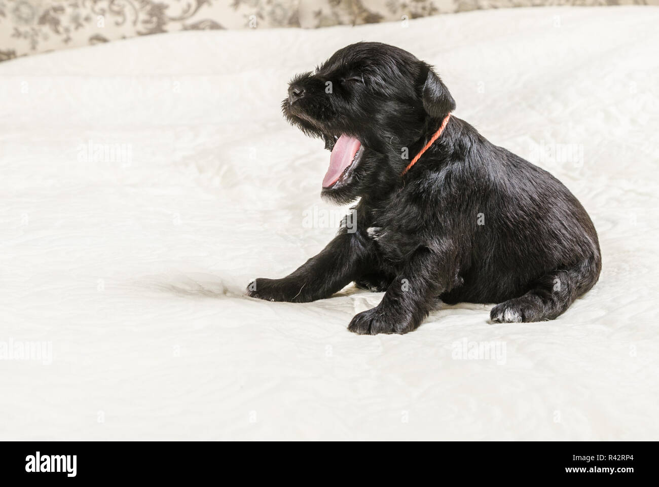 Small puppi breed Miniature Schnauzer Stock Photo