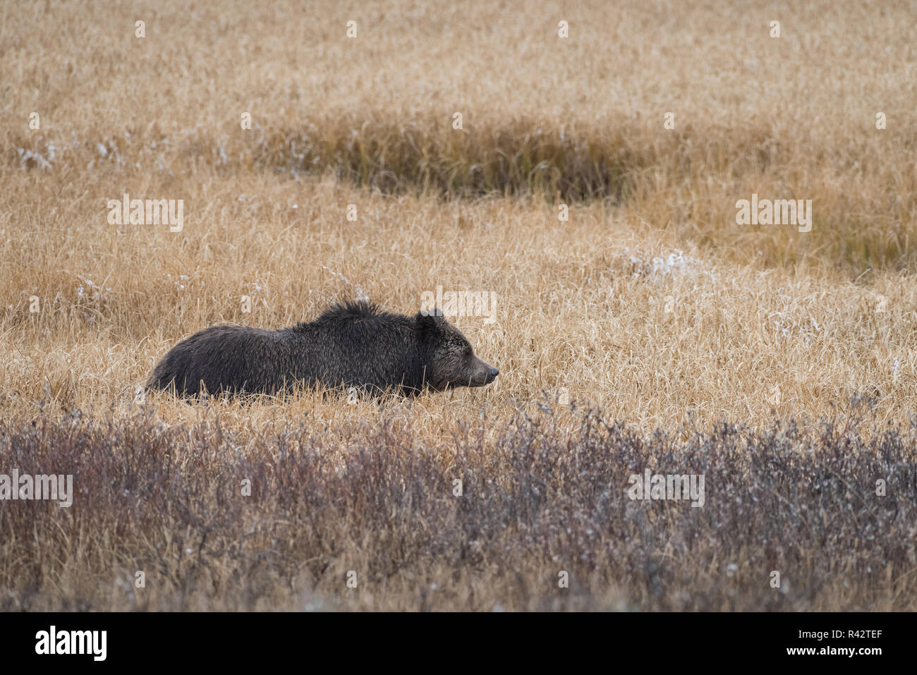 Grizzly bear in Yellowstone National Park, North America Stock Photo