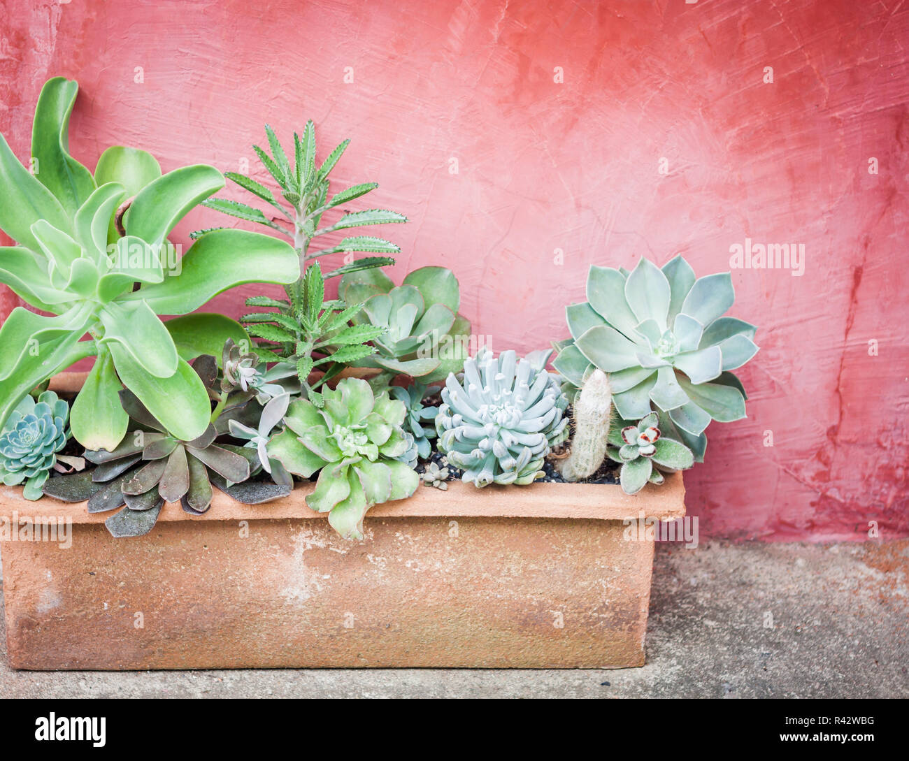 Cactus in pot with red background Stock Photo