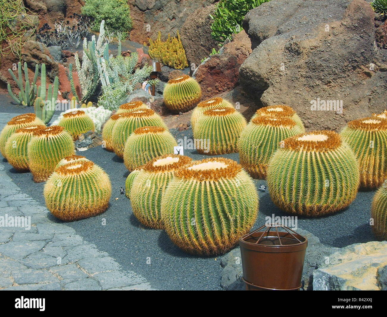 cacti Stock Photo