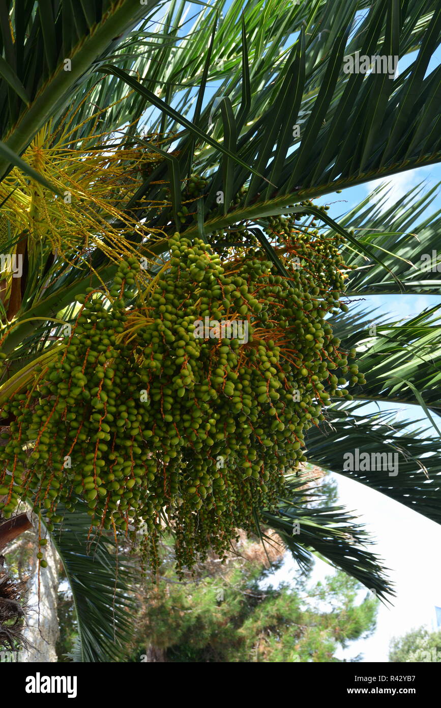 date palm Stock Photo