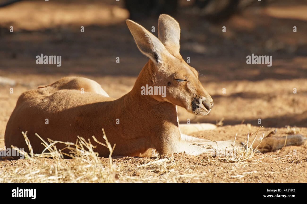Red Kangaroo, Australien Stock Photo