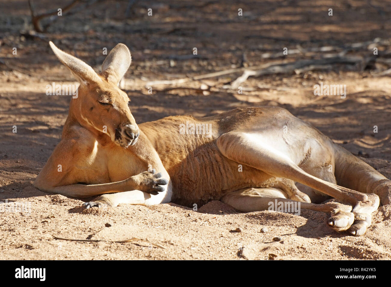 Red Kangaroo, Australien Stock Photo