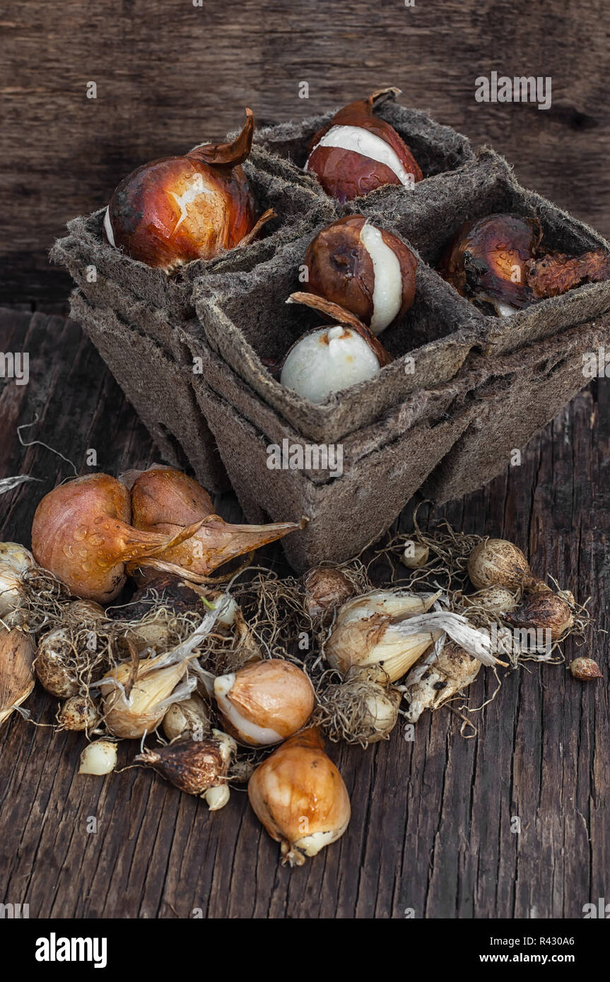 Bulbs And Seeds For Planting Stock Photo - Alamy