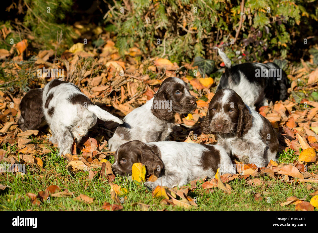 English Cocker Spaniel puppies Stock Photo