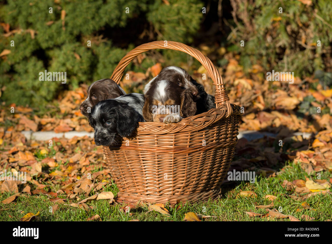 English Cocker Spaniel puppy in basket Stock Photo