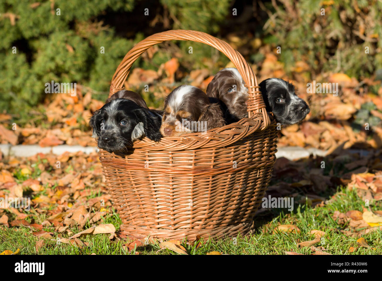 English Cocker Spaniel puppy in basket Stock Photo