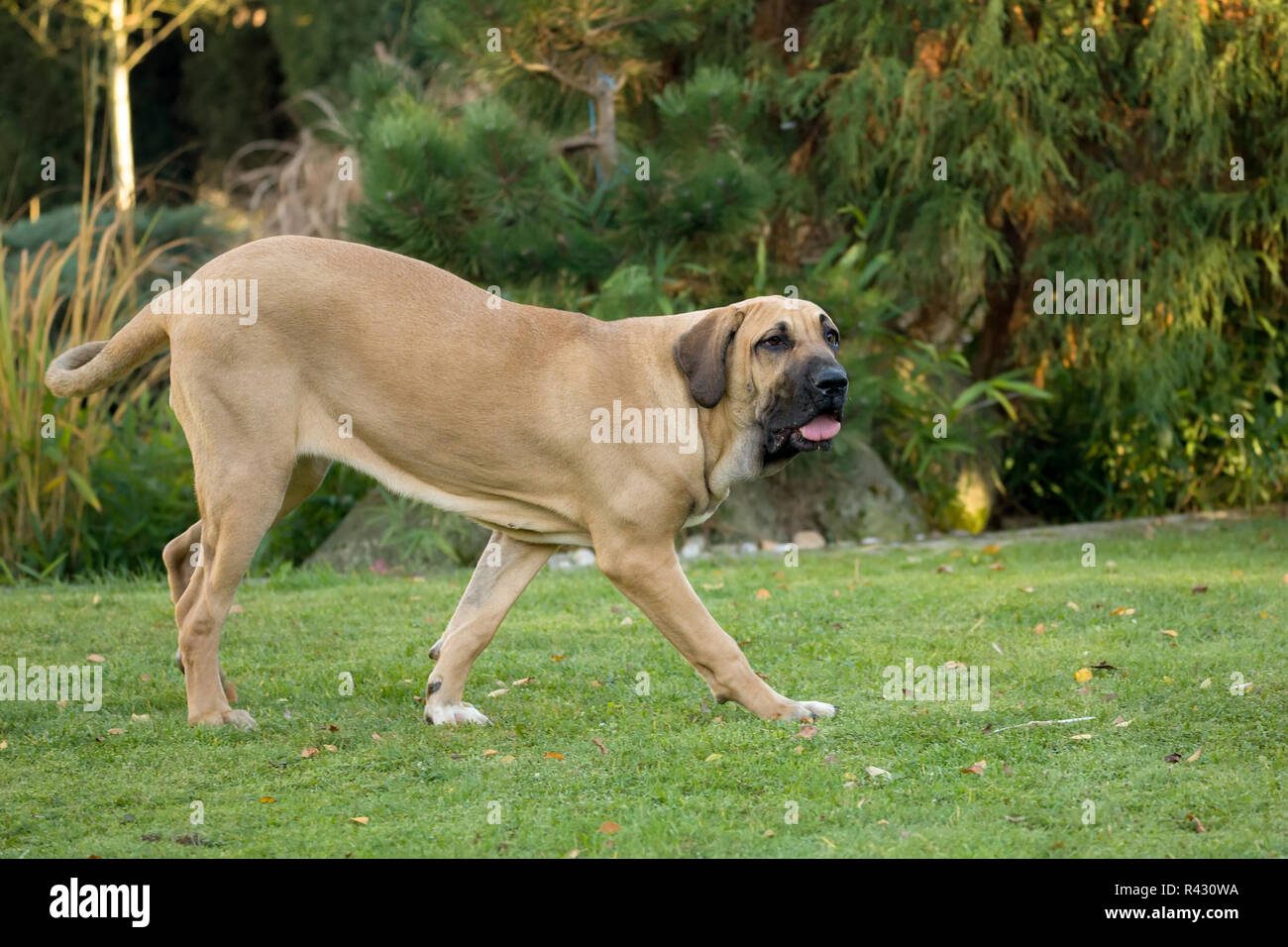 Dog fila brasileiro stock image. Image of canine, length - 180983483