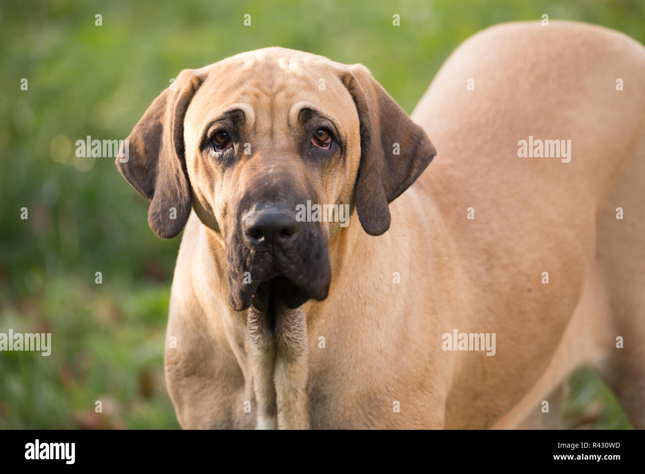female of Fila Brasileiro (Brazilian Mastiff) Stock Photo