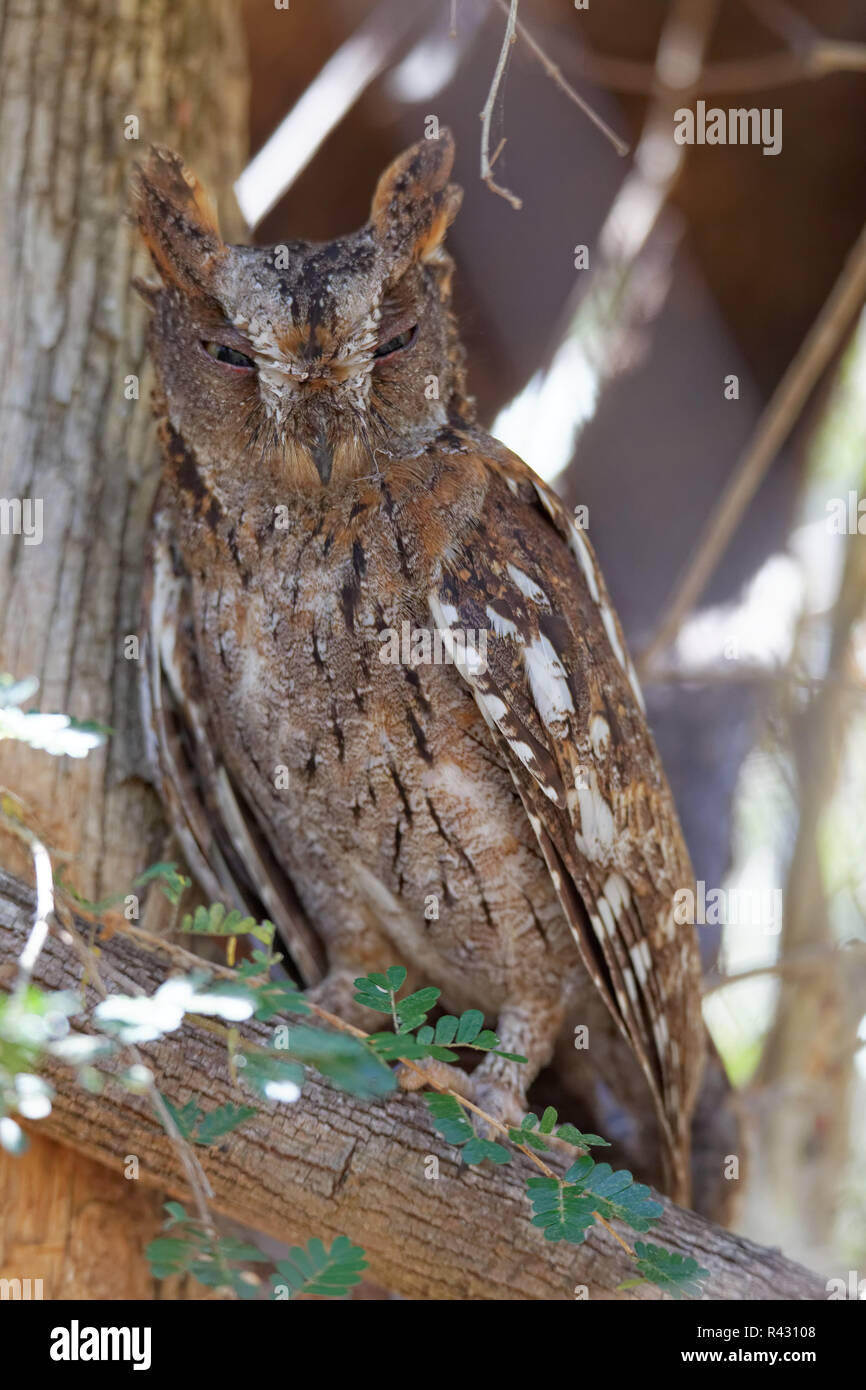madagascar dwarf owl Stock Photo