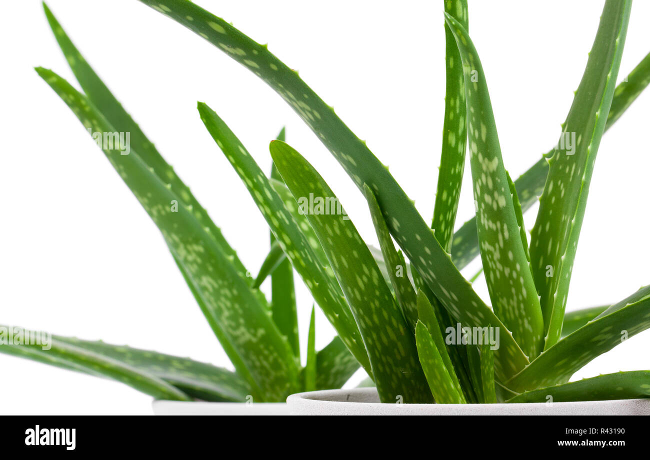 Indoor Aloe Stock Photos Indoor Aloe Stock Images Alamy