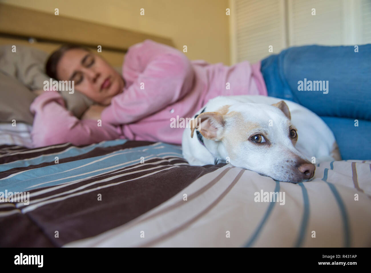 Pets in the home as a family member, a woman taking a nap beside her dog on the bed. Stock Photo