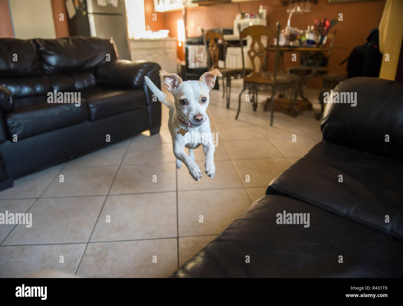 dog jumping on couch