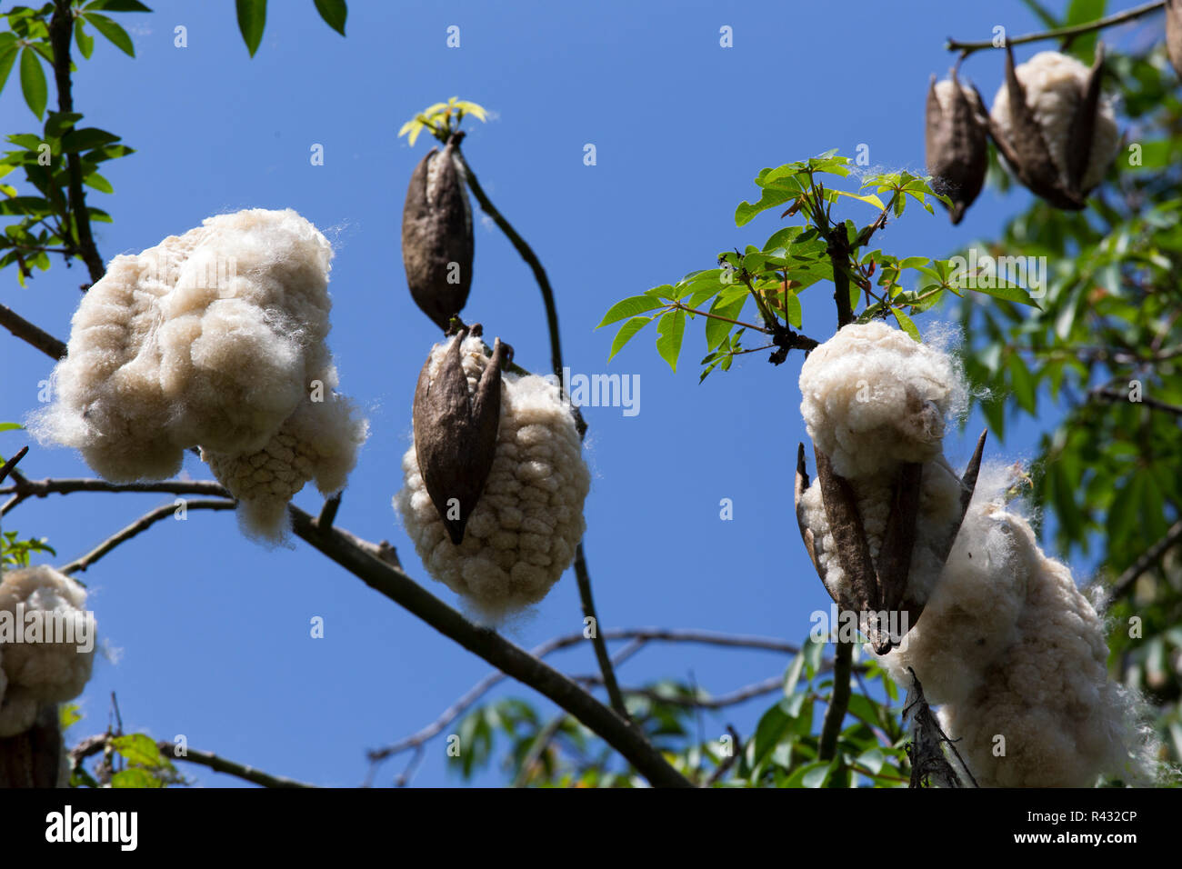 White Silk Cotton Tree High Resolution Stock Photography and Images Alamy