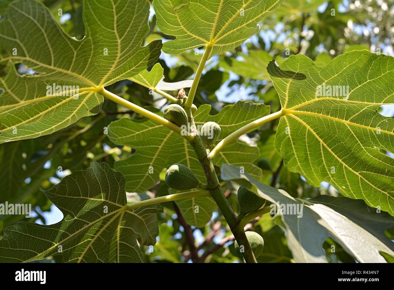 figs on a fig tree in croatia Stock Photo Alamy