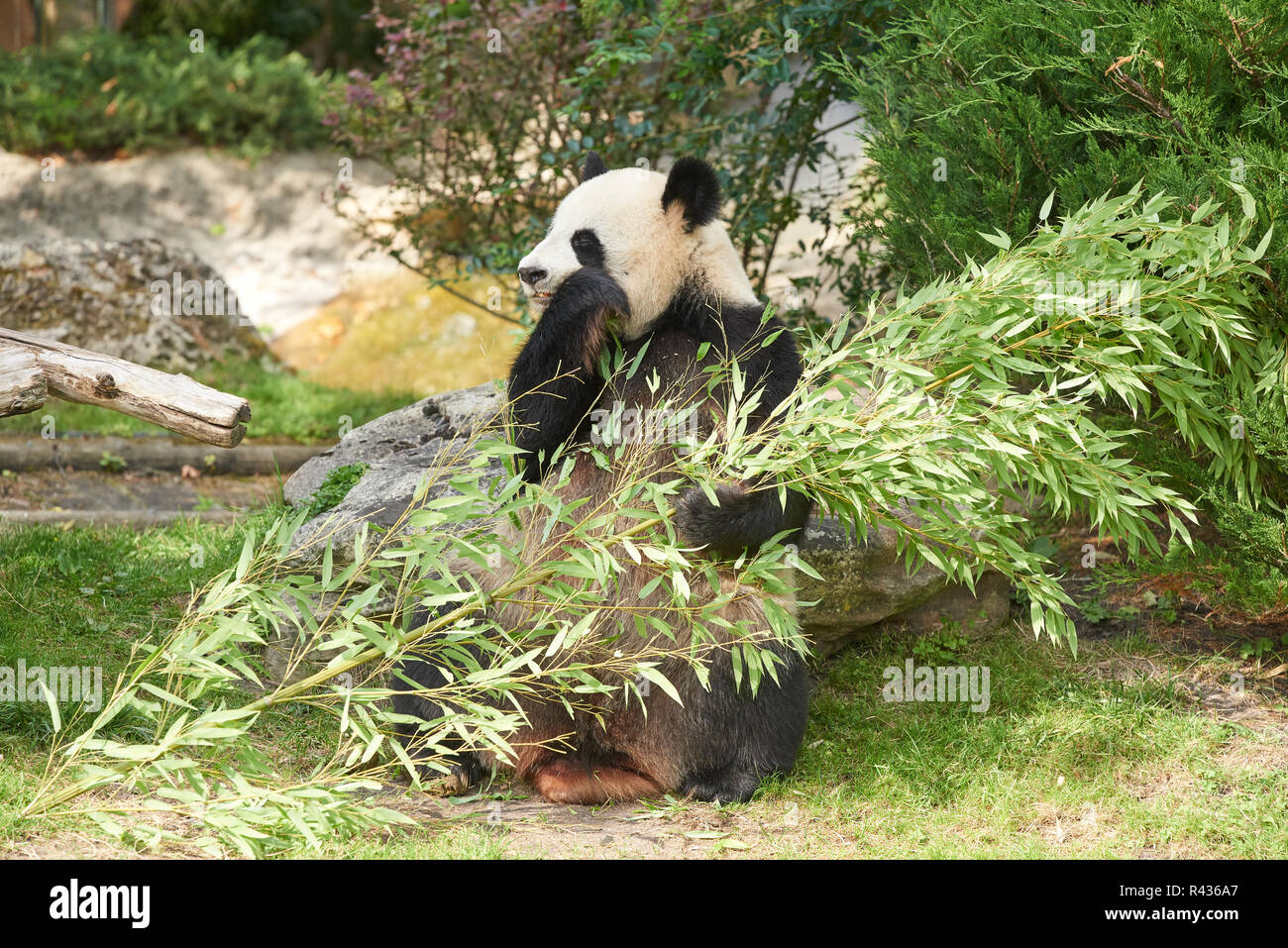 Giant Panda at Beauval Stock Photo